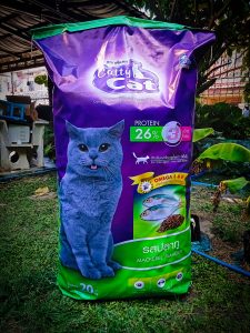 ม็อคอัพ catty cat12