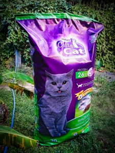 ม็อคอัพ catty cat6